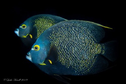 A pair of French Angels in Bonaire by Leslie Howell 
